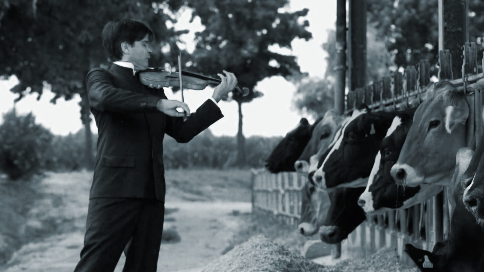 Happy Cow Concert